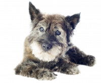 Petit chien couché avec des prothèses oculaires