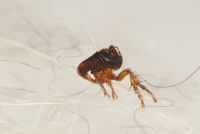 Gros plan sur une puce dans le pelage