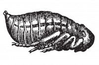 Schéma d'une nymphe de puce
