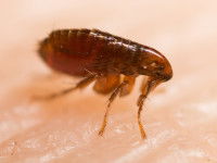 Gros plan sur une puce adulte