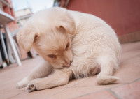 Un chiot se lèche et se gratte à cause des puces