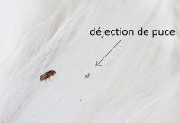 Une puce et une déjection de puce dans la fourrure