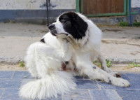 Un gros chien de ferme se gratte les puces