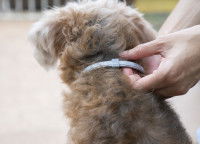 Un chien de type caniche porte un collier anti-puces