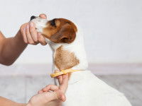 Une femme place un collier anti-puces au cou de son chien