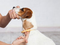 Une personne en train de placer un collier anti-puces au cou de son chien
