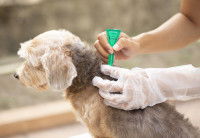 Une femme applique une pipette anti-puces sur son chien