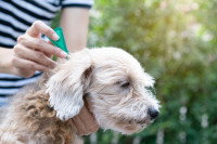 Une personne administrant une pipette anti-puces dans le cou de son chien