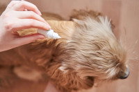 Une personne appliquant un répulsif chimique contre les puces dans le cou de son chien