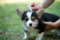 Un chiot se faisant administrer une pipette d'antiparasitaire dans le cou