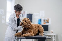 Un chien allongé sur une table de vétérinaire