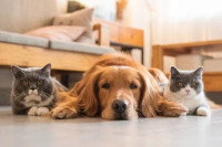 Un chien et deux chats allongés côte à côte dans un salon