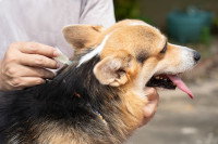 Une personne appliquant un antiparasitaire dans le cou de son chien