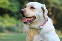Un chien portant un collier avec un boîtier répulsif à ultrasons contre les puces et les tiques