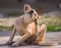 Un chien infesté par des puces se gratte