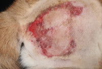 Vue proche d'un chien avec une pyodermite