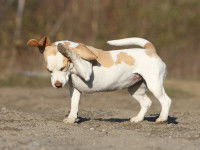 Un chien blanc et beige se gratte intensément l'oreille
