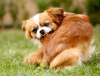 Un petit chien se mordille la peau dans un parc