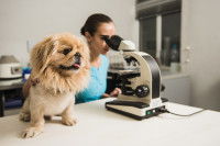 Une vétérinaire observe un échantillon au microscope à côté d'un petit chien