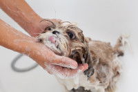 Un Shih Tzu prend son bain