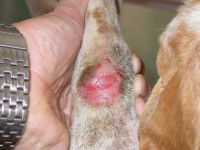 Un chien avec une pyodermite à la patte avant