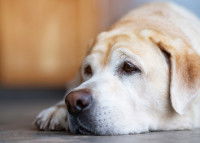 Un Labrador âgé allongé sur le sol
