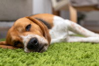 Un Beagle malade allongé sur un tapis vert