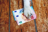 Une patte de chien tient des billets de banque