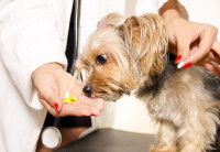 Une femme vétértinaire donne des médicaments à un chien