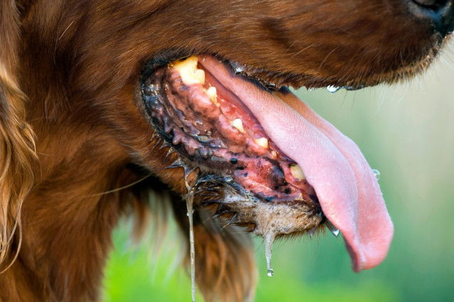 Vue proche d'un chien langue sortie avec de la salive