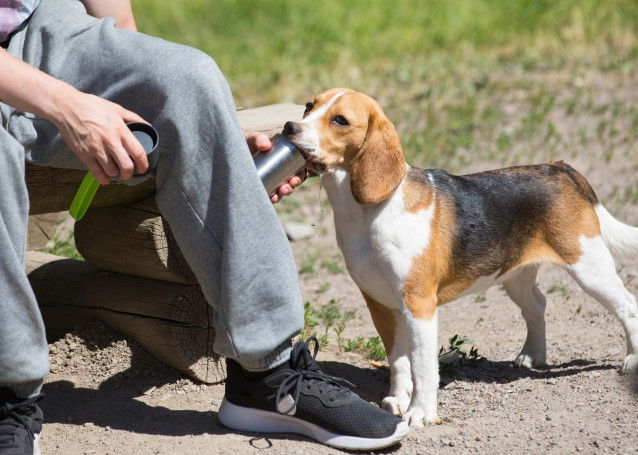 Un homme donne de l'eau à son Beagle au soleil