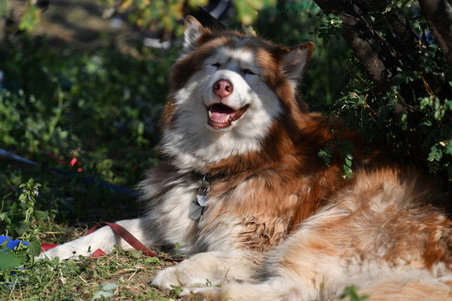 Un chien de type husky qui a chaud se repose à l'ombre