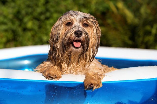 Un chien de type bichon tout mouillé dans une piscine gonflable