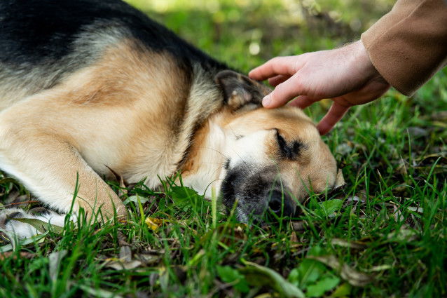 Un chien couché dans l'herbe au soleil