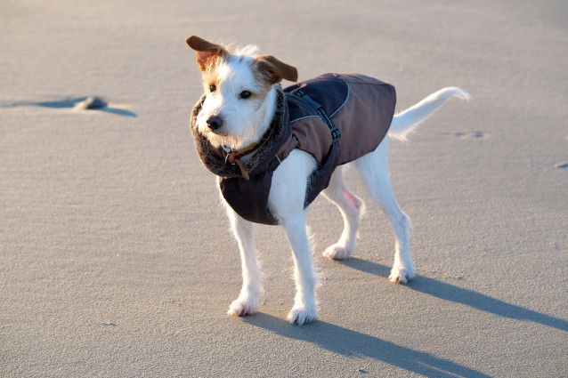 Un chien avec un manteau rafraîchissant sur la plage