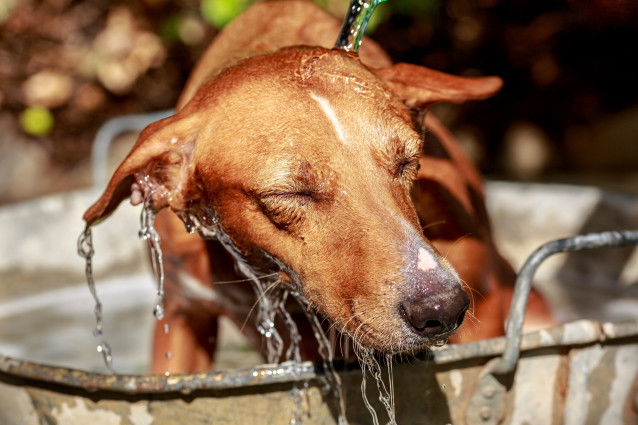 Un homme passe son chien sous l'eau pour le rafraîchir