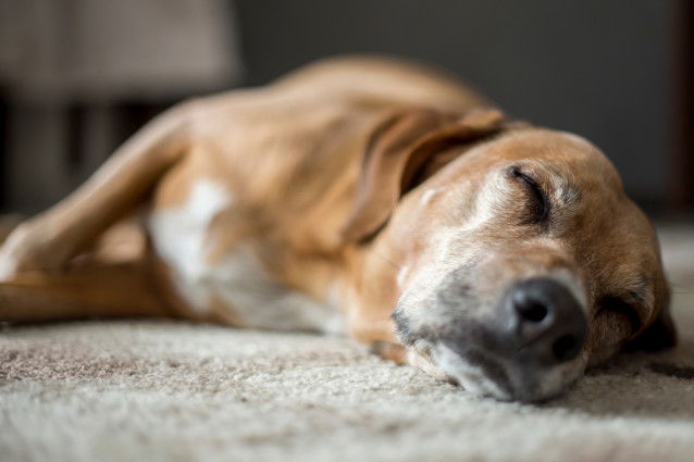 Un gros chien se repose tranquillement dans le salon