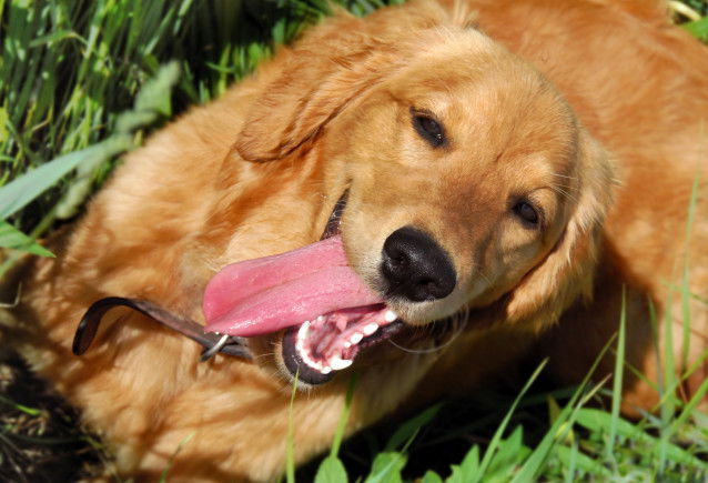Un gros chien de type Golden Retriever halète en plein été