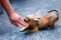 Un petit chien mord la main d'un homme