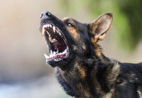 Un chien très agressif montre les dents la gueule ouverte