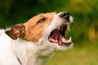 Chien atteint de rage montrant les dents