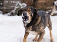 Un chien enragé montre les dents dans la neige