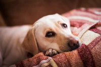 Un chien blanc avec un air fatigué est allongé sur un lit
