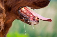 Chien qui bave atteint de rage