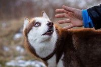 Un chien regarde son maître avec un air apeuré