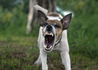 Un chien très agressif avec les dents visibles