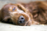 Un chien fatigué dort sur un lit