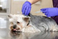 Un vétérinaire vaccine un petit chien dans son cabinet