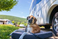 Un chien dans un camping à côté d'une caravane
