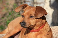 Un chien brun roux prend le soleil devant la maison